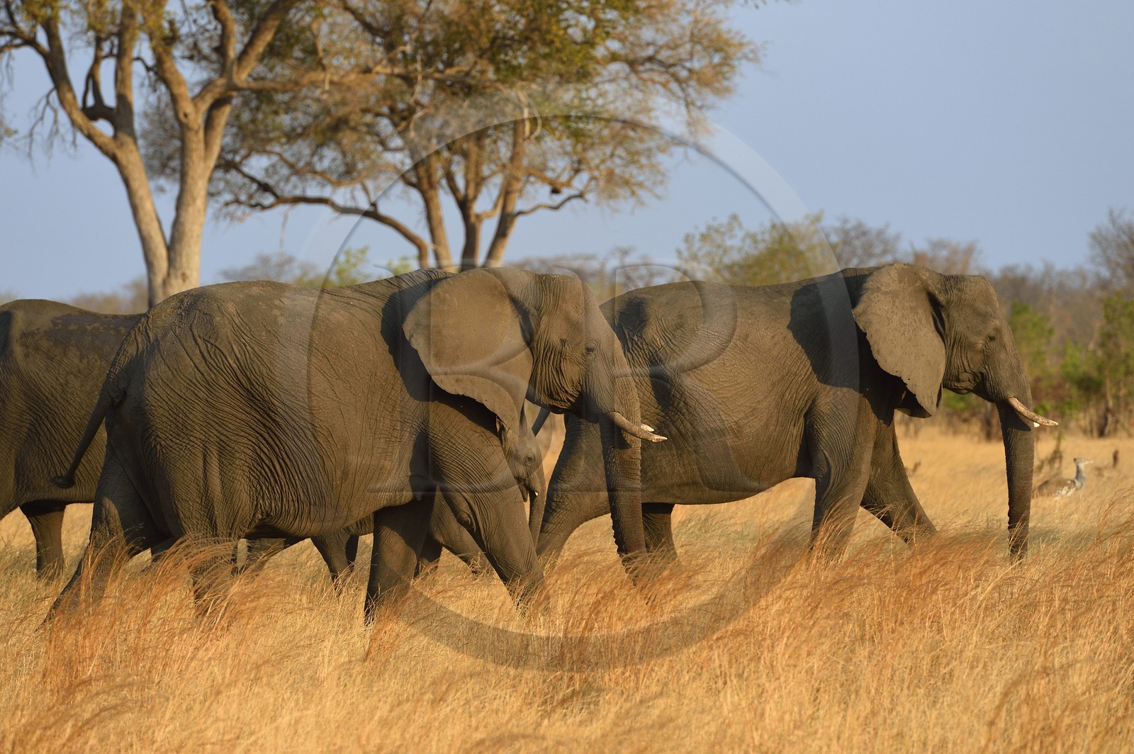 Zimbabwe, province de Matabeleland septentrional, parc national Hwange, éléphants sauvages d'Afrique (Loxodonta africana) dans la savane