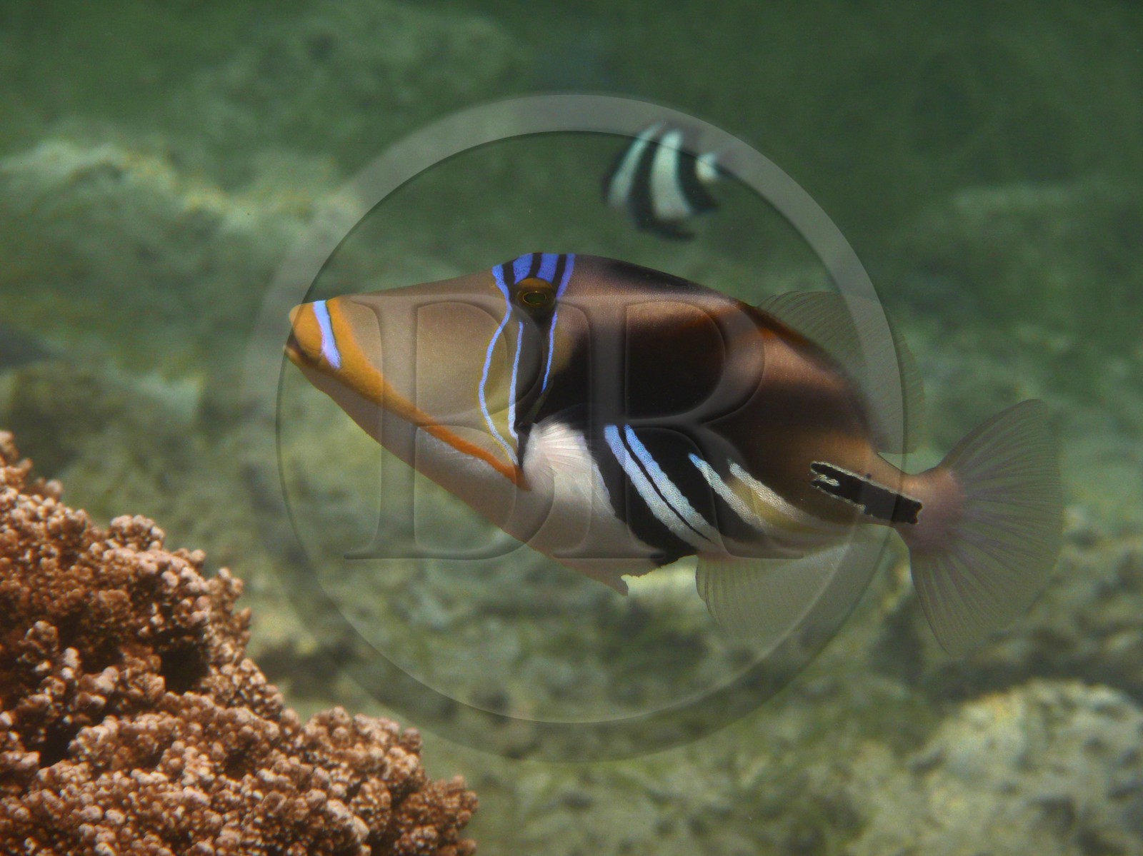 France, île de la Réunion, le récif corallien du lagon de la plage de Saint-Gilles et de l'Ermitage (vue sous-marine)