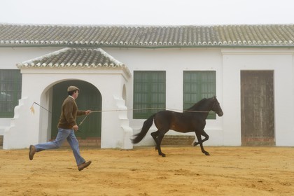 Espagne, Andalousie, province de Séville, Utrera, Finca El Pinganillo, le haras de la propriété, entrainement d'un Pure race espagnole ou PRE (Pura Raza Espanola)