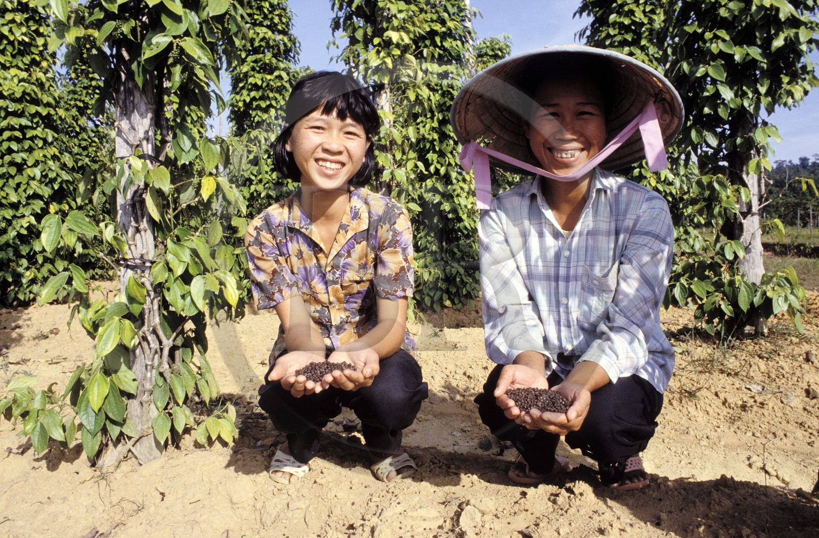 Vietnam, île de Phu Quoc, femmes dans leur culture du poivre