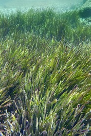 France, Var, Le Rayol Canadel sur Mer, Domaine du Rayol, Jardin des Mediterranees, Conservatoire du Littoral Estate compulsory mention, the marine path, Posidonia herbarium