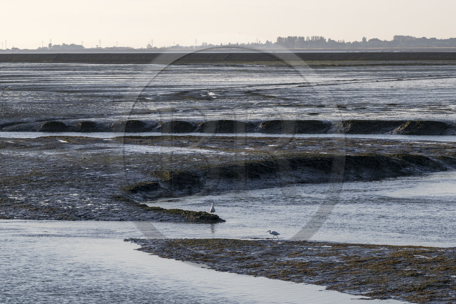 France, Vendée (85), Ile de Noirmoutier, Noirmoutier-en-l'Ile, aigrette dans le canal d'accès au port à marée basse