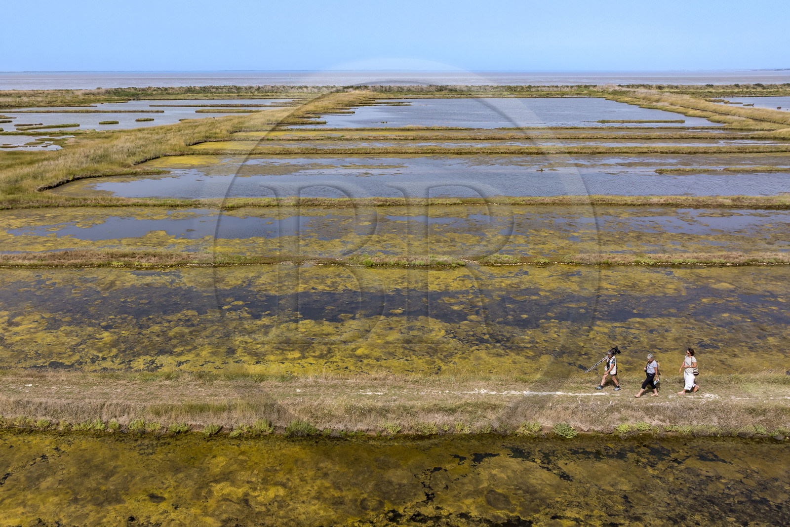 France, Charente-Maritime (17), Saintonge, Saint-Froult, réserve naturelle Moeze-Oléron dans la zone du marais de Brouage, observation ornithologique et visite de la réserve sur les sentiers dans les anciens marais salants