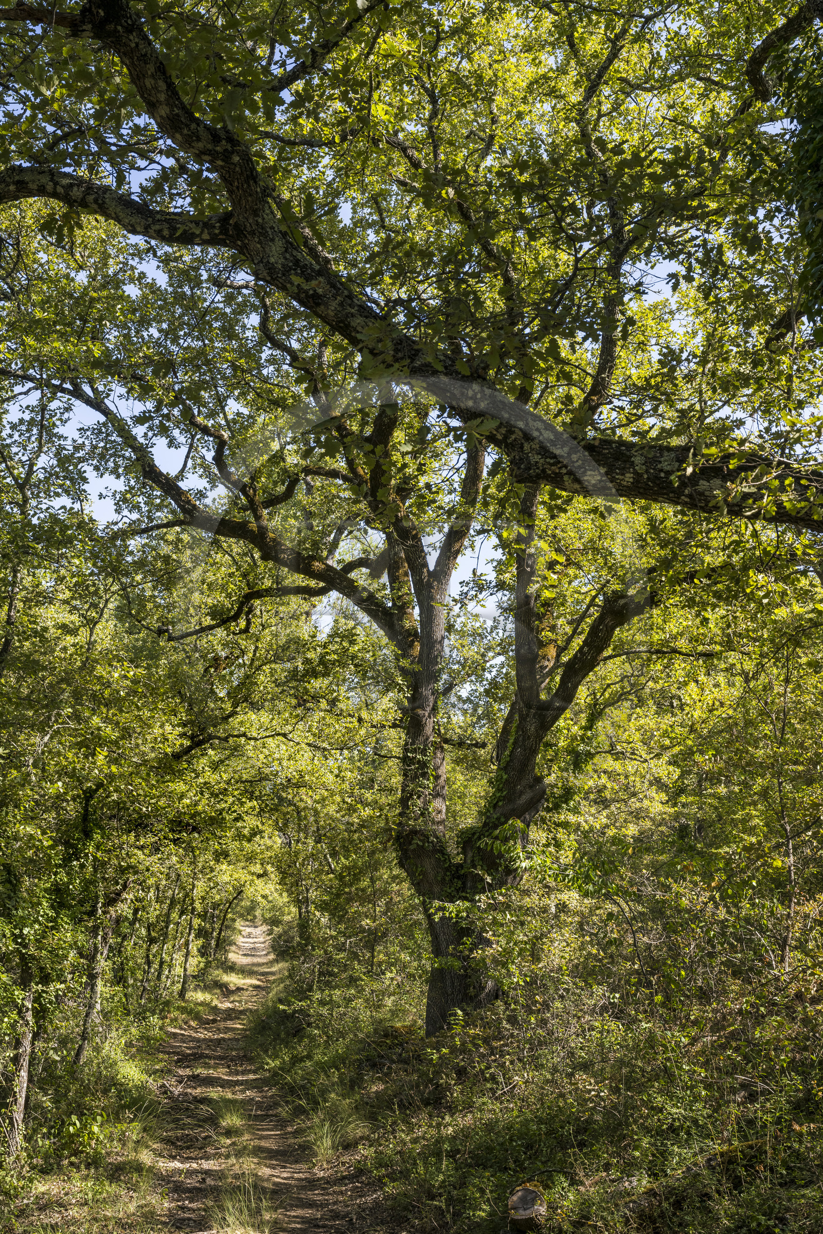 France, Var, Provence Verte (Green Provence), Bras, Academie du Bain de Foret Provencale (Academy of Forest Bathing in Provence), forest of the domaine Le Peyrourier - une campagne en Provence