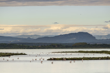France, Herault, Carnon, pink flamingos on the Etang de l'Or and the Pic Saint-Loup in the background