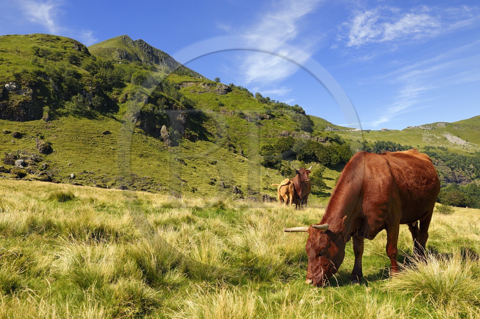 France, Cantal (15), monts du Cantal, Parc Naturel Régional des Volcans d' Auvergne, vache de race salers au pied du Puy-Mary