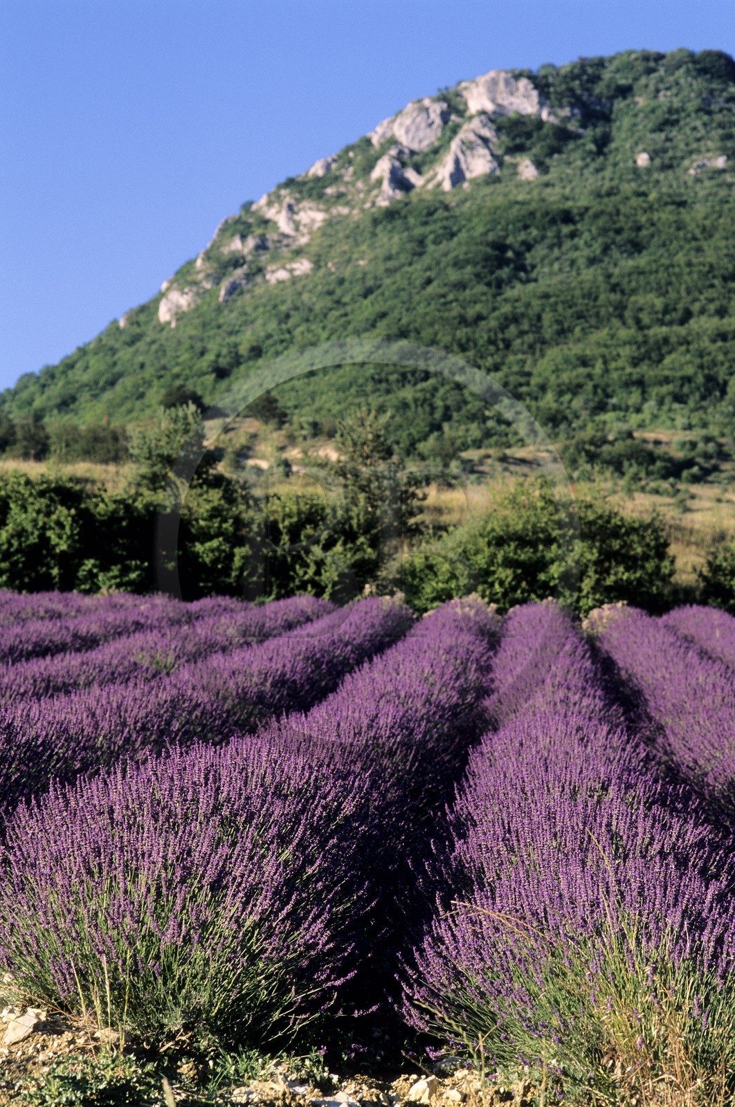 France, Drôme, fields of lavender, valley Ennuye