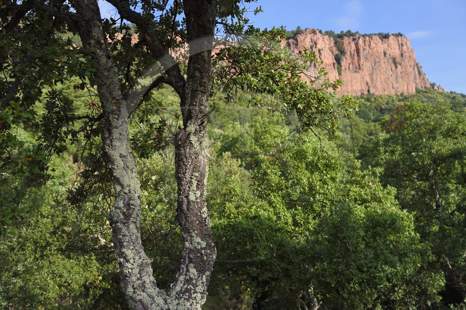 France, Var, between Bagnols en Foret and Roquebrune sur Argens, the Gorges du Blavet, young cork oak
