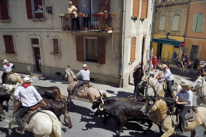 France, Bouches-du-Rhône (13), Arles, la Cocarde d'Or, arrivée dans les arènes des taureaux en provenance des prés accompagnés à cheval par les gardians de la manade Jacques Mailhan, l'abrivado précède la course camarguaise
