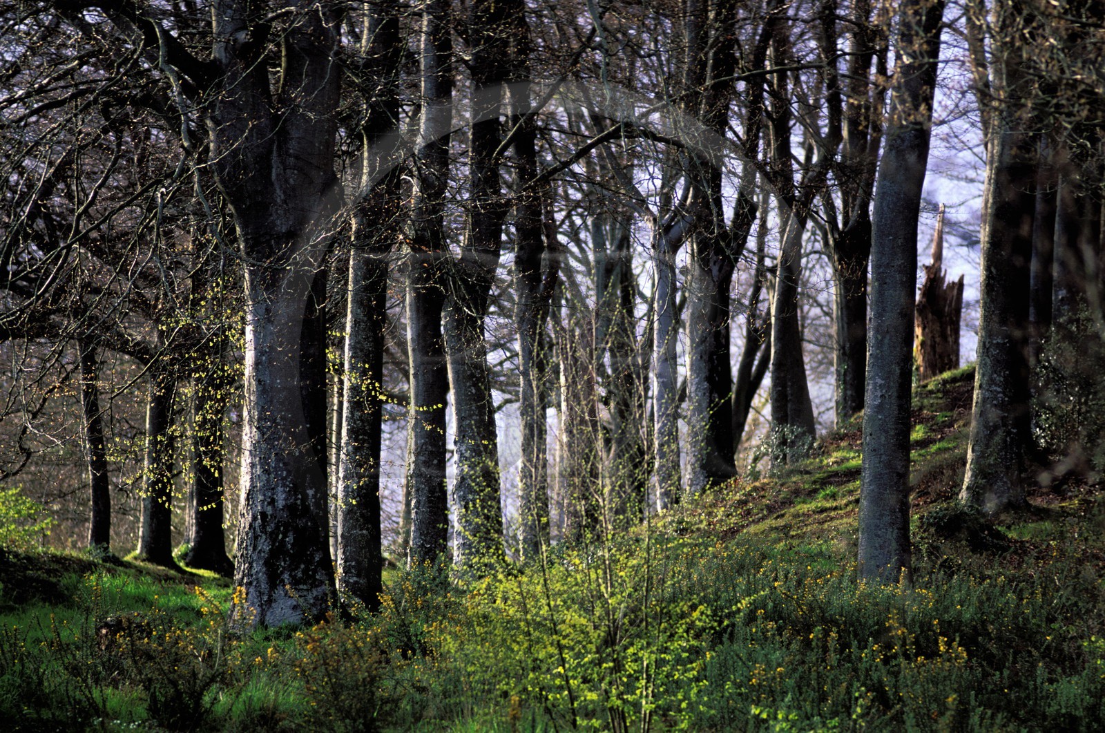 France, Finistère (29), Pont-Aven, le bois de l' Amour a inspiré Paul Gauguin