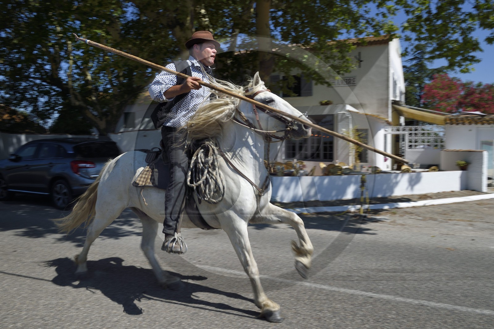 France, Bouches du Rhone, Parc naturel regional de Camargue (Regional Natural Park of Camargue), La Regie de Frigoules, branding, gardian armed with a trident on his Camargue horse galloping