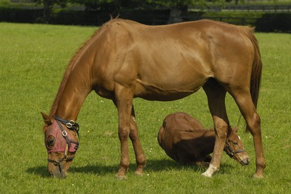 Irlande, Co. Kildare, Maynooth, harras de Moyglare (Stud)