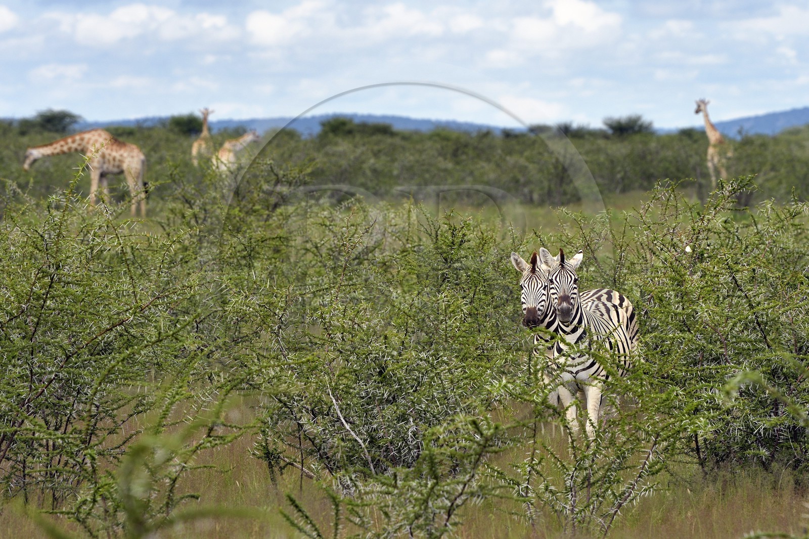 Namibie, région de Oshikoto, Parc National d'Etosha, zèbres de Burchell (Equus burchellii) et girafes (Giraffa camelopardalis)