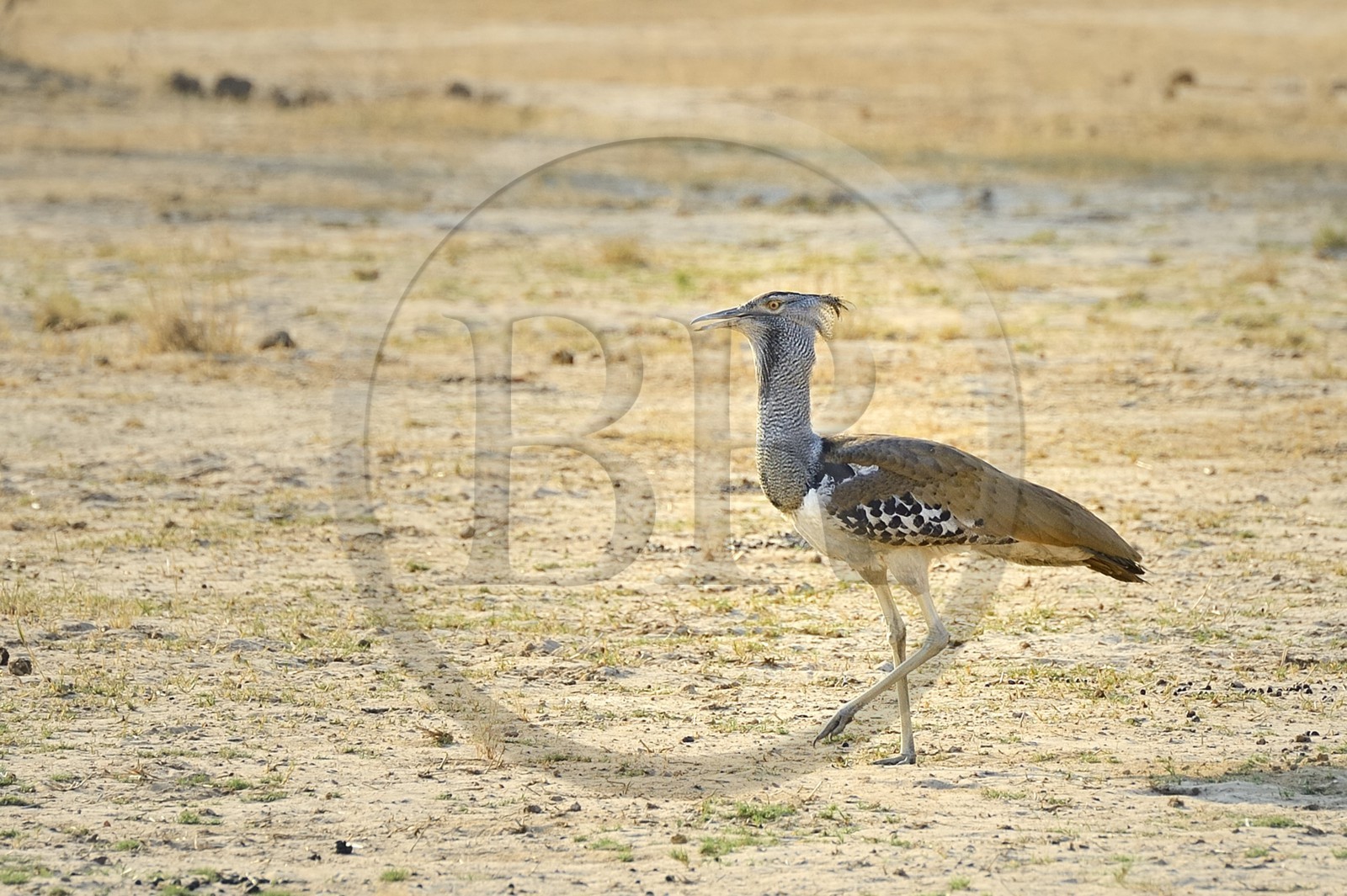 Zimbabwe, province de Matabeleland septentrional, parc national Hwange, Outarde kori (Ardeotis kori), c'est le plus grand oiseau volant natif d'Afrique