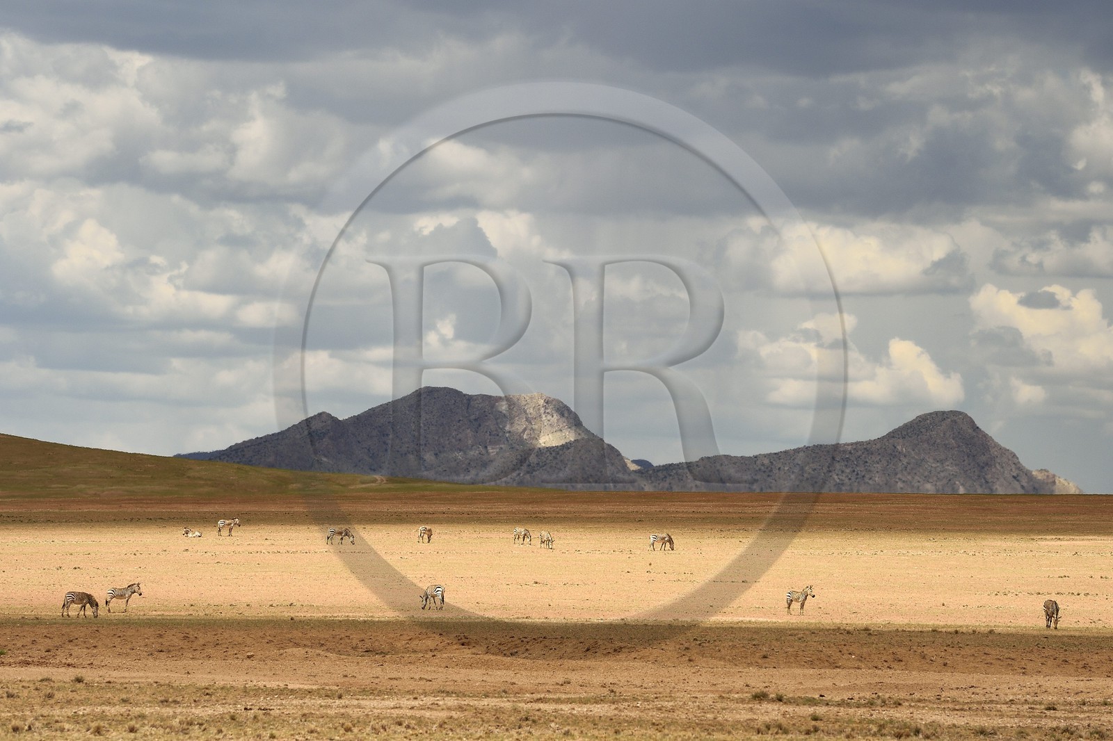 Namibie, région de Khomas, désert du Namib en bordure du Gamsberg Nature Reserve à l'ouest et du parc national Namib Naukluft à l'Est, zèbres de Hartmann (Equus zebra hartmannae) sous-espèce du zèbre de Montagne