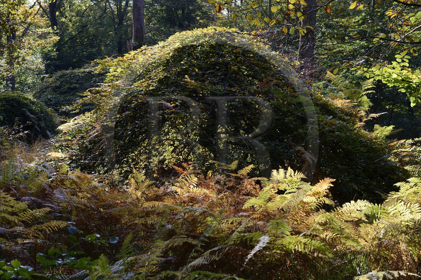 France, Marne, Parc Naturel de la Montagne de Reims (Natural Park of Montagne de Reims), Verzy, les Faux de Verzy, Verzy forest is the main nature reserve in the world for these extraordinary tortuous and winding beech trees
