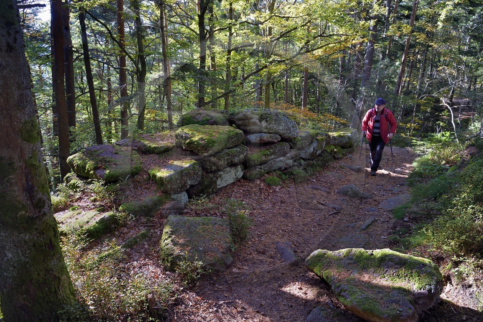 France, Bas-Rhin (67), Mont Saint-Odile, randonnée le long du Mur Païen, vestige d'un mur d'enceinte probablement de l'époque mérovingienne d'une longueur totale de onze kilomètres