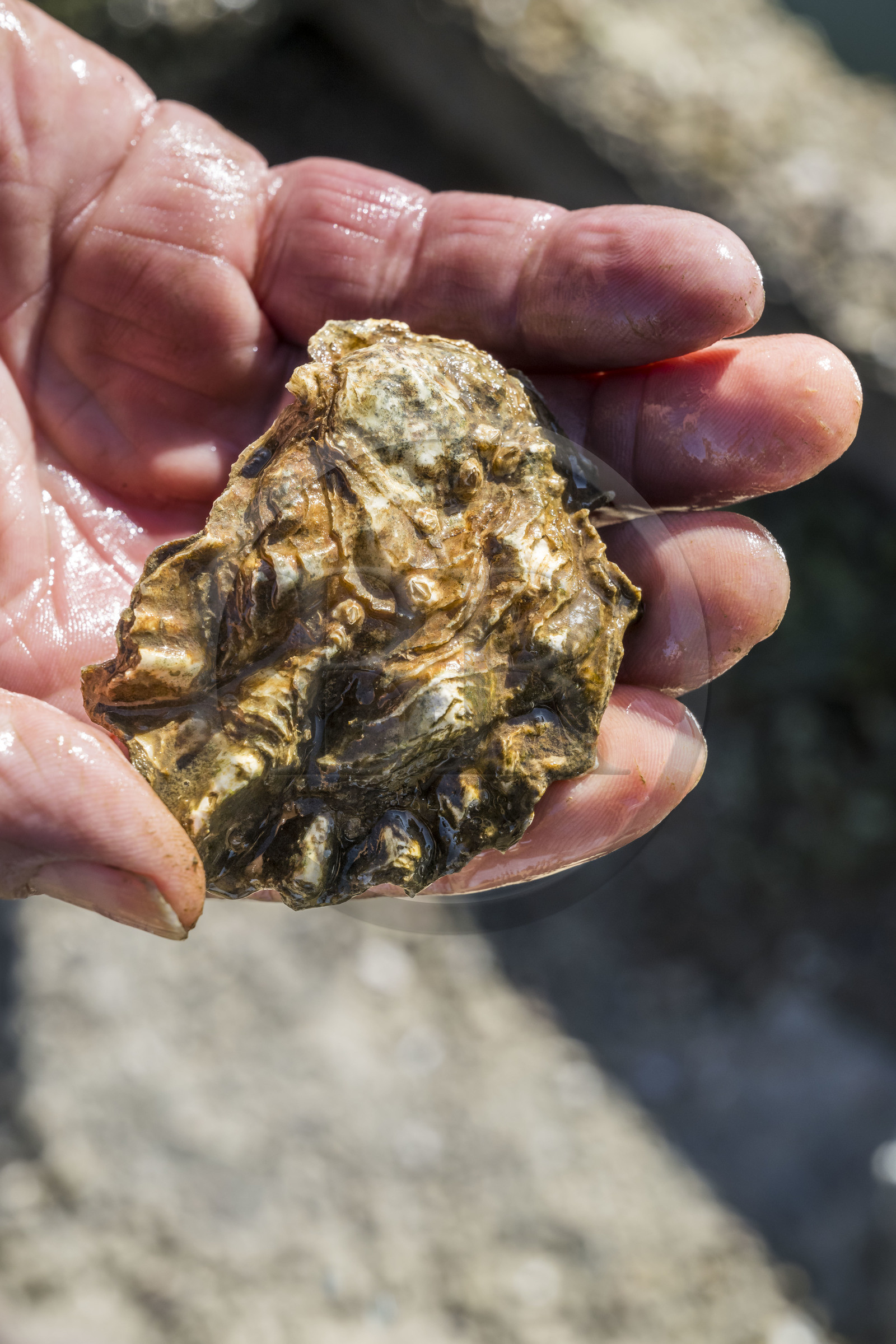 France, Vendée (85), Talmont Saint Hilaire, port of the oyster farming village of La Guittière in the Payré estuary, the oysters of the estuary are colored because the water is rich in iron oxide