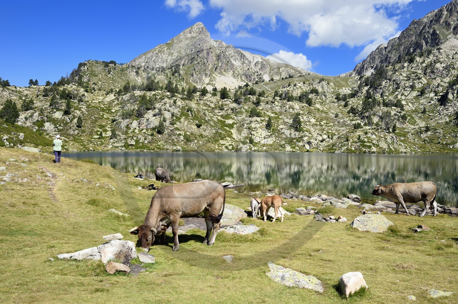 France, Hautes-Pyrénées (65), Saint-Lary-Soulan et Vielle-Aure, randonnée sur une variante du GR10 entre le col de Portet et les lacs de Bastan en bordure de la réserve naturelle de Néouvielle, troupeau de vaches en estive au lac de Bastan supérieur et le pic de Bastan en arrière plan